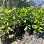 Magnolia Tree Live Plant 12 to 18 Inch Tall, Fragrant Magnolia Plant Live, Magnolia Bush Live Plant in Gallon Pot (Yellow Bird Magnolia)