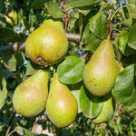 Pear Tree Plant Live, Sweet Crisp Fruit Tree, 1.5-2.5 Ft Tall