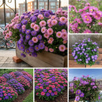 Set 2 Aster Plants Live, Asters Perennial Live Plants, Multicolor Blooms, 5 to 7 Inches Tall, Ideal for Indoor Outdoor Gardening