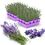 French Lavender Plants Live, Size 5-9" in Tall, Purple and Fragrant Lavender Bush for Indoor Outdoor Growing, Spring Bloom