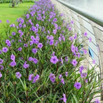 6 Purple Mexican Petunia Plants Live, 4-7'' Tall, Ruellia Simplex Petunia Plants, Flowers Plant