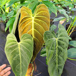 Philodendron Live Plant, Rare Variegated Houseplant 5-8 Inch Tall, Indoor Live Plant for Home or Office Decor, No Pot (Black Gold Philodendron)