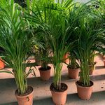 Palm Tree Live Plant Indoor Outdoor, Rare Succulent Palm Houseplant for Indoor or Outdoor Growing, 1 Gallon Pot, Green Leaves Yellow Flowers