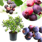 Serviceberry Live Plant, Berry Bush Plant, 1-2 Ft Tall