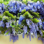 Blue Wisteria Tree Live Plant, Fragrant Flowering Vine in 2.5'' Pot, Blooming Wisteria Tree fot Container and Garden Growing