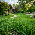 Set of 20000 Zoysia Grass Seeds, Zoysia Grass Seeds for Lawn, Low Maintenance Lawns in Home Yards and Garden