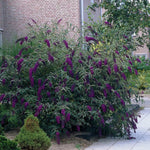 Butterfly Bush Plant Live, Perennial Buddleia Bushes Ready to Grow Outdoor 4-8 Inches (Dark Purple Buddleia)