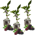 Pack 3 Mulberry Tree Live Plant for Growing 4 to 8 Inch Tall, Dwarf Everbearing Mulberry Bush Live Plant, Mulberry Plant Live Home Garden (Pakistan Mulberry)