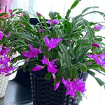 Live Purple Christmas Cactus Live Plant 4–6 Inches Tall, Winter Blooming False Thanksgiving Cactus Well Rooted, Flowering Houseplant for Home and Office