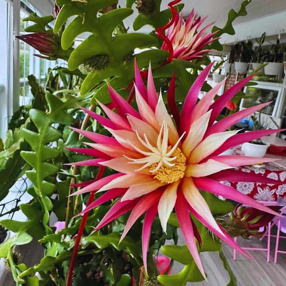 Fishbone Cactus Plant Live, Houseplant, Pink Epiphyllum Flower Cactus Live Plant, 5 to 8 Inc in Height