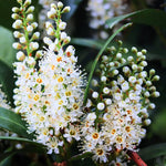 Set of 4 Cherry Laurel Seedlings, 1-2 Feet Tall Bare Roots, Cold Hardy Trees for Outdoor Planting, No Leaves, Dormant