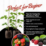 Pack 2 Thornless BlackBerry Plants Live to Grow 5 to 8 Inch Tall, Chester BlackBerry Bush Live Plant, Sweet Blackberries Fruit Tree Indoor Outdoor (Sweet Pie BlackBerry)