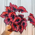 Begonia Plant Live, Colorful Begonia Plants 4-8 Inches, Decorative Houseplant for Indoor Outdoor Gardens and Containers (Red Foliage)