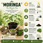2PPP Moringa Oleifera Live Plant, 4–8 Inches Tall, Tree for Home Gardens