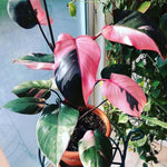 Rare Philodendron Plant Live, 4-9" Tall, No Pot, Philodendron Houseplant (Pink)