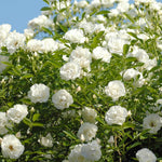 Starter Climbing Roses Live Plants, Rose Bushes Ready to Planting, No Pot, Cut Back, Well Rooted, 6-8 Months Old (White)