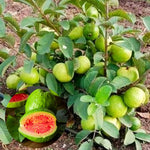Sweet Pink Guava Tree Live Plant for Outdoor Planting, Tropical Fruit Tree Fragrant and Sweet, Starter Size, 5-9" in Tall
