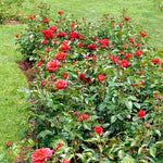 Rose Bush Live Plant, Heirloom Rose Plant Live for Planting, Fragrant Flowers Well Rooted Plant, 5-10 Inch Tall (Chocolate Orange Rose)