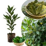 2 Bay Leaf Trees Live, Sweet Bay Laurel for Planting 4-7'' Tall, Live Fragrant Herb Plant for Indoor and Outdoor
