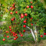 Red Pomegranate Tree Live Plant, 5–9” Cold-Hardy, Starter 5-Month-Old Edible Fruit Tree for Home Garden