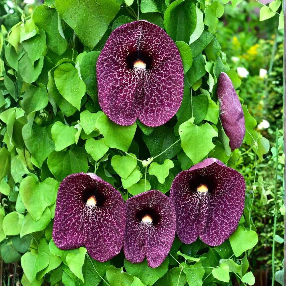 Giant Dutchman’s Pipe Vine Live Plant, 6 to 12 Inches Tall Fast-Growing Tropical Climber, Dormant Bare Root in Winter