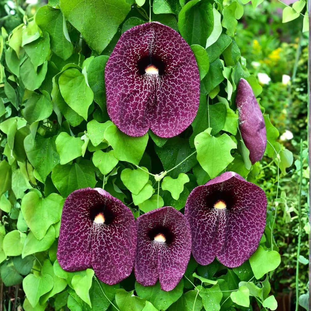 Giant Dutchman’s Pipe Vine Live Plant, 6 to 12 Inches Tall Fast-Growing Tropical Climber, Dormant Bare Root in Winter