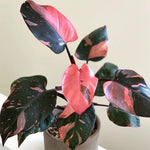 Philodendron Prince of Pink Philodendron Houseplant, 4-9" Tall, No Pot, Tropical Indoor Houseplant