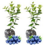2 Elliott Blueberry Bush Live Plant, Blueberry Plants Live for Planting 5 to 8 Inch Tall, Sweet Blueberries Fruit Seedlings