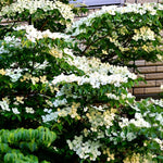 10-18" Kousa White Dogwood Tree Plant Live, Flowering Dogwood Tree for Planting Outdoors, 10 to 18 Inc Tall in Quart Pot