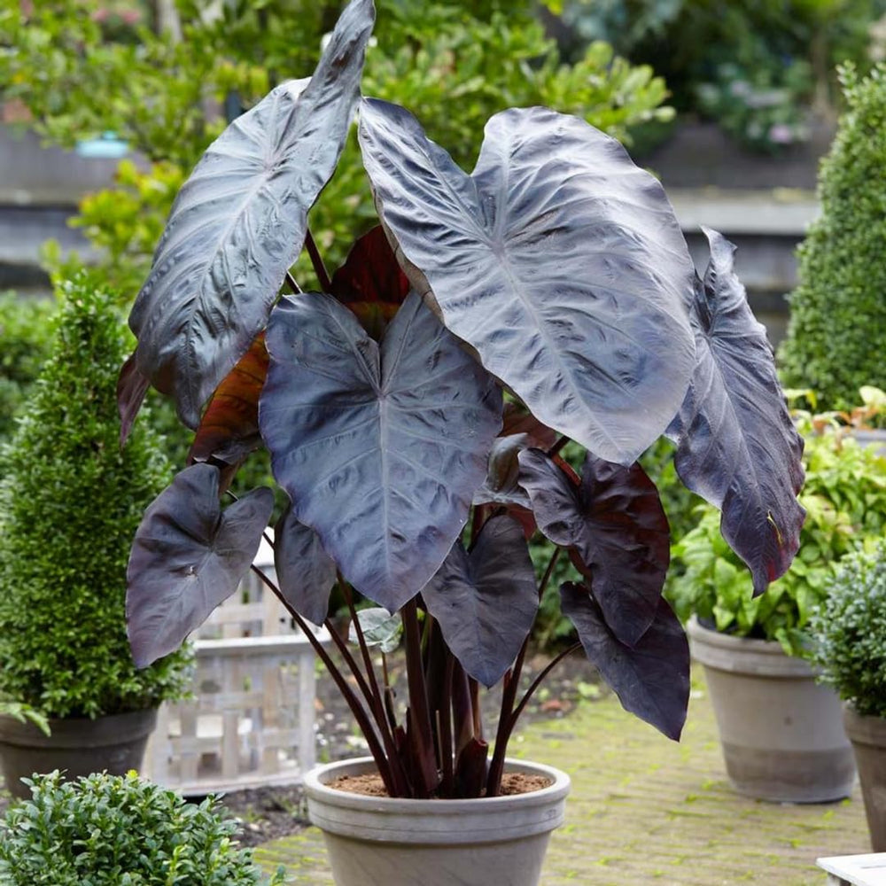 Black Colocasia Elephant Ear Plants Live 4–7 Inches Tall, Taro Alocasia Tropical Foliage Plants for Outdoor Garden Home Decor