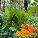 Pack 10 Turmeric Root, Fresh Yellow Turmeric Roots, Curcuma Longa Ginger Roots for Planting or Culinary, Suited for Zones 8 to 11