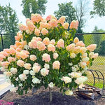 Hydrangea Plant Live Tree Dormant in Winter, Vibrant Color Bloom, 5-11" Well-Rooted Hydrangea Shrub Bush for House Planting Outdoor (Can Trim Grow as Tree)