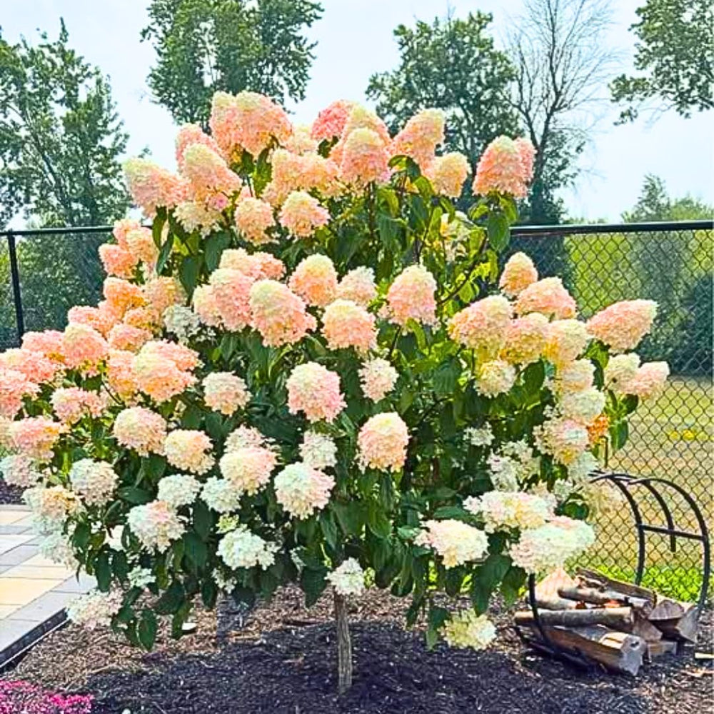 Hydrangea Plant Live Tree Dormant in Winter, Vibrant Color Bloom, 5-11" Well-Rooted Hydrangea Shrub Bush for House Planting Outdoor (Can Trim Grow as Tree)
