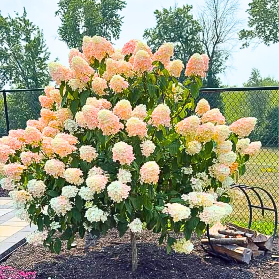 Hydrangea Plant Live Tree Dormant in Winter, Vibrant Color Bloom, 5-11" Well-Rooted Hydrangea Shrub Bush for House Planting Outdoor (Can Trim Grow as Tree)