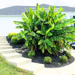 Banana Plant Live, Basjoo Banana Tree Live Plant, Hardy Banana Fruit Seedling 4 to 8 Inch Tall, Indoor Outdoor
