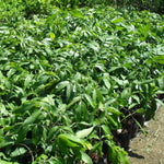 Longan Fruit Tree Live Plant, Longan Tropical Fruit Tree, 5-9 Inch Tall Starter Plant