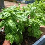 2 Sweet Basil Plants Live, Live Basil Plant, 4 to 6 Inc Long, Fragrant Herb, Fast Growing, No Ship to CA