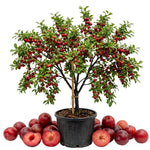 Cherry Plum Live Plant, 2-3 Ft Tall