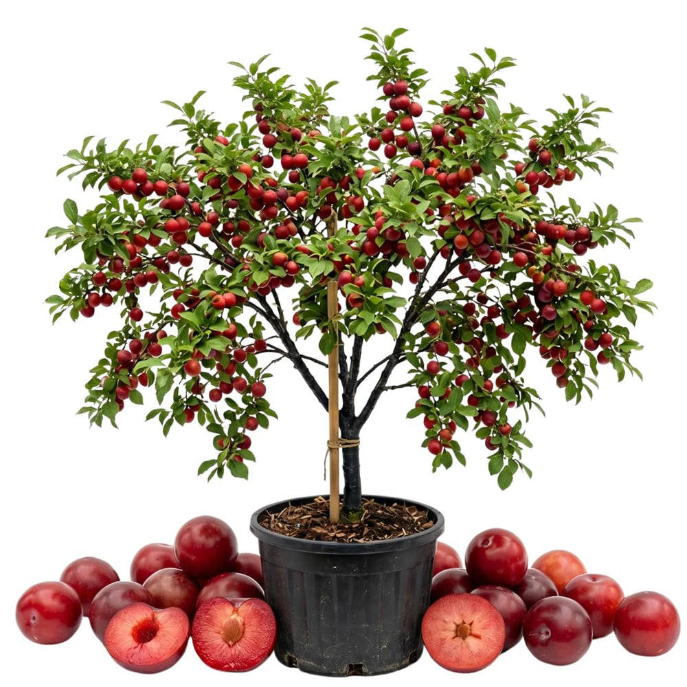 Cherry Plum Live Plant, 2-3 Ft Tall