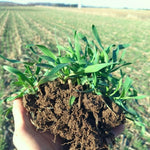 5 Pound Rye Cover Crop Seeds, Cereale Rye Cover Crop Seeds for Garden Beds and Outdoor Growing