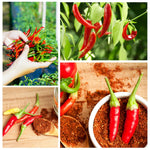 Set 2 Pepper Plants Live for Planting, Pepper Plant, 4-6 Inc Tall, Live Vegetable Plants for Indoor Outdoor Growing (Long Thin Hot Red Peppers)
