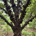Jaboticaba Plant Live 1 Ft Tall, Black Jabuticaba Fruit Tree for Garden, Patio Containers and Indoor Growing