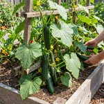 2PPP Cucumber Live Plants, Cucumber Vegetable Plant for Outdoor Planting