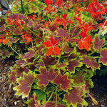 2 Mix Scented Geranium Plants Live 4–7 Inches Tall, Fragrant Flowering Geranium Herb Plant, Indoor Outdoor Container Plant for Garden