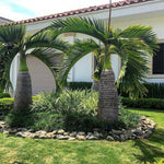 Palm Tree Live Plant Indoor Outdoor, Rare Succulent Palm Houseplant for Indoor or Outdoor Growing, 1 Gallon Pot, Bottle