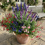 3 Mixed Salvia Sage Plants 4–7" Tall, Perennial Live Flowering Garden Plants for Outdoor Growing, Vibrant Salvia Plant Starter