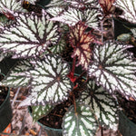 Begonia Plant Live, Colorful Begonia Plants 4-8 Inches, Decorative Houseplant for Indoor Outdoor Gardens and Containers (Gray Green Foliage)