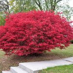 Set 2 Burning Bush Bare Roots 6-12'' Tall, Ready to Grow, Hardy Shrubs for Landscaping, Red Fall Foliage