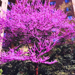 Set 2 Redbud Trees Live Plants, 6-12" Tall, Dormant Bare Root Trees, Hardy Flowering Red Bud for Outdoor Planting