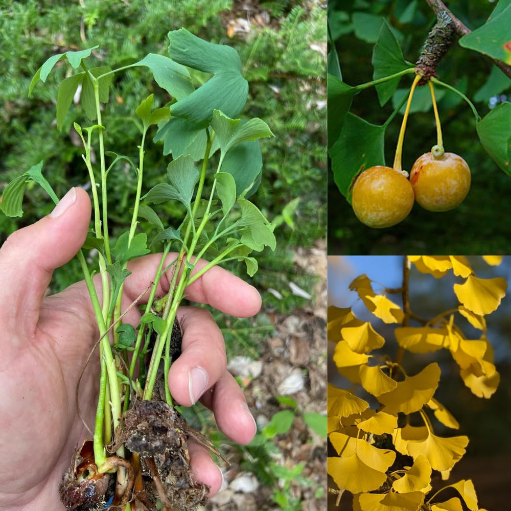 5 Dormant Ginkgo Biloba Trees Live Plants, 6 to 12 Inc Tall Ginkgo Trees Seedlings, Bare Roots, Very Cold Hardy